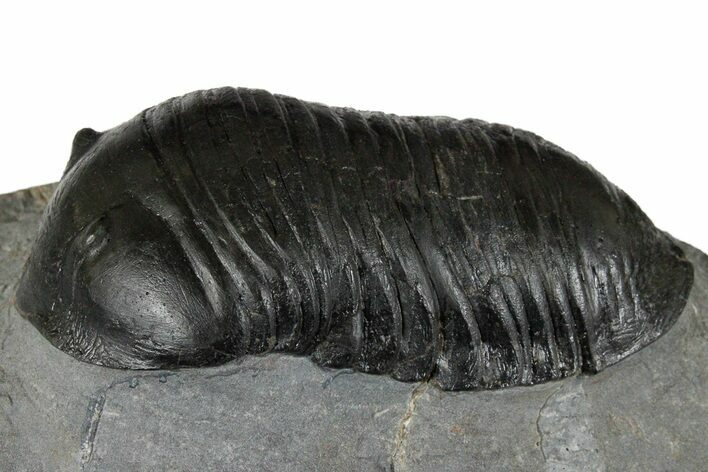 Inflated Wenndorfia Trilobite - Bou Lachrhal, Morocco #174860